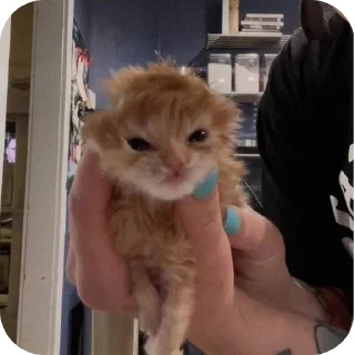 🐱 emoji Мягкие всратыши @meowkyit 2 Telegram sticker 6 of 30