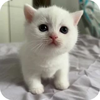 Sticker from Мягкие всратыши @meowkyit 1