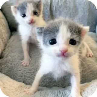 🐱 emoji Мягкие всратыши @meowkyit 2 Telegram sticker 18 of 30