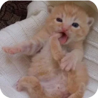🐱 emoji Мягкие всратыши @meowkyit 2 Telegram sticker 4 of 30