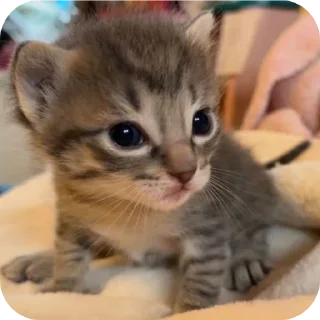 🐱 emoji Мягкие всратыши @meowkyit 2 Telegram sticker 17 of 30