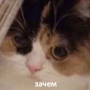 😐 emoji Твои стикеры — @stckrRobot Telegram sticker 14 of 40