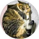 😠 emoji Cats Cats Cats Telegram sticker 1 of 18
