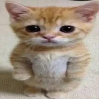 🛸 emoji Стики 9505 из @Anonymnyi_chat_bot Telegram sticker 1 of 120