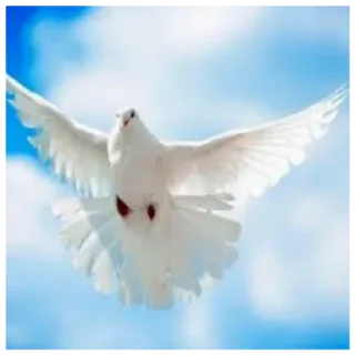🕊️ emoji Голуби от @stariydedsrebenkom Telegram sticker 4 of 14