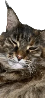 😼 emoji Daffy Telegram sticker 8 of 31