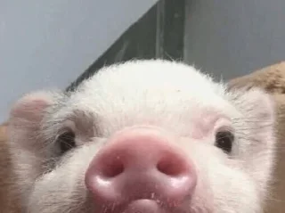Sticker from Хрюши🐷