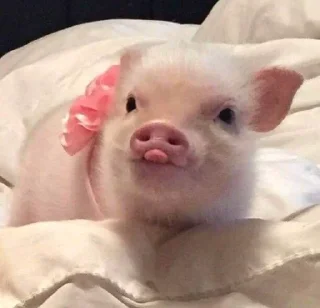 🐷 emoji аа свинке Telegram sticker 21 of 30