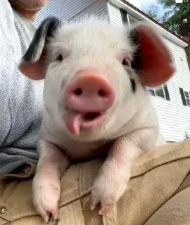 🐷 emoji аа свинке Telegram sticker 13 of 30
