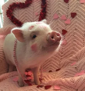 🐷 emoji аа свинке Telegram sticker 14 of 30