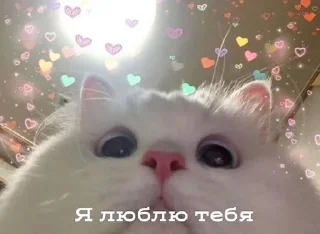 Sticker from Котики для тебя