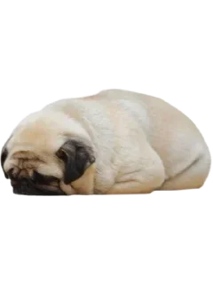 Sticker from dog
