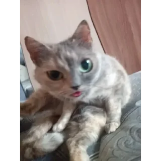 🙀 emoji я вас в рот е Telegram sticker 7 of 16