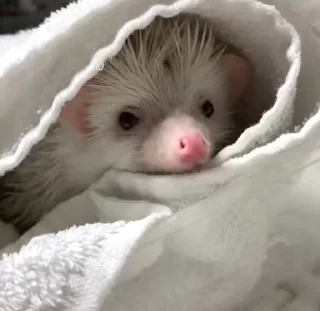 🦔 emoji Больше стиков тут: @stikery4 Telegram sticker 8 of 50