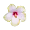 🌺 emoji 𝅦 𝅄 ๑๑💐ʿ ִ𔓕̸ִby Sasha 𝆭 ࣪ʿ ִ🌷𝅄  ۫ 𔘓 .ִ ➡️ @Ctikerubot Telegram sticker 9 of 80