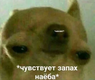 😧 emoji АХТУНГ!! Telegram sticker 20 of 38