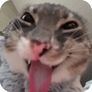 🐱 emoji мирас стикеры☠️      @mirastigr3 Telegram sticker 7 of 49