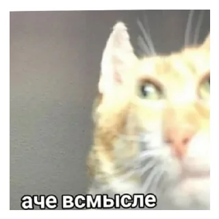 Sticker from Жопа
