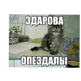 🐱 emoji Жопа Telegram sticker 22 of 42