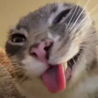 🤯 emoji iamrigbycat :: by @sunaww :: Telegram sticker 14 of 33
