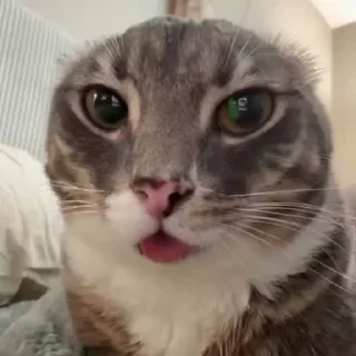😜 emoji iamrigbycat :: by @sunaww :: Telegram sticker 7 of 33