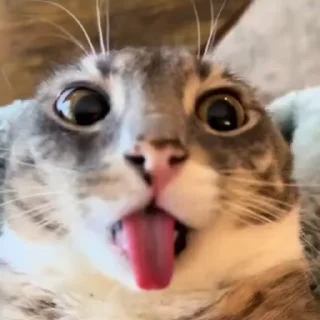 🤪 emoji iamrigbycat :: by @sunaww :: Telegram sticker 6 of 33