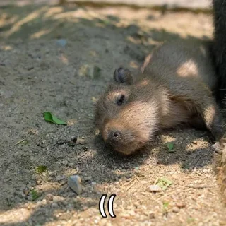 Sticker from CapyBara