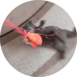 Sticker from Barsic video🐈🐈🐈