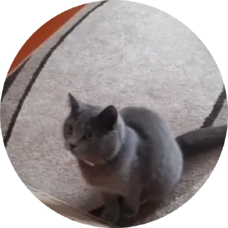 Sticker from Barsic video🐈🐈🐈