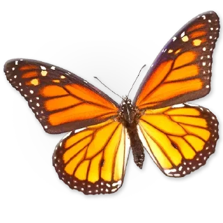 🦋 emoji Insects @TVstickers Telegram sticker 7 of 30