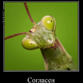 😄 emoji Ебнутые насекомые  @Deutsche_Katze_2228 Telegram sticker 23 of 28