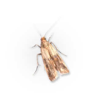 🦋 emoji Insects @TVstickers Telegram sticker 9 of 30