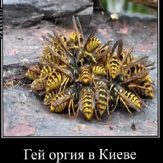 🥵 emoji Ебнутые насекомые  @Deutsche_Katze_2228 Telegram sticker 10 of 28