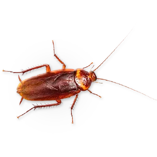 🐞 emoji Insects @TVstickers Telegram sticker 20 of 30