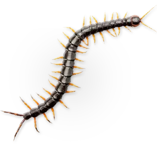 🐛 emoji Insects @TVstickers Telegram sticker 8 of 30