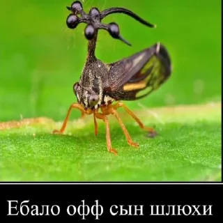 😐 emoji Ебнутые насекомые  @Deutsche_Katze_2228 Telegram sticker 12 of 28
