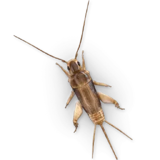 Sticker from Insects @TVstickers