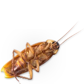 🐞 emoji Insects @TVstickers Telegram sticker 10 of 30