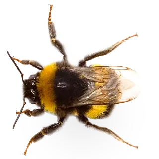 🐝 emoji Insects @TVstickers Telegram sticker 16 of 30