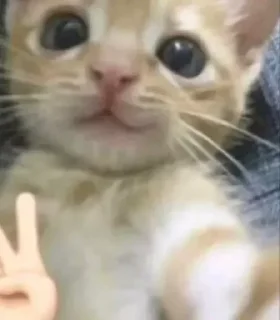 🙂 emoji вдыдщаща @kkmadikk Telegram sticker 14 of 108