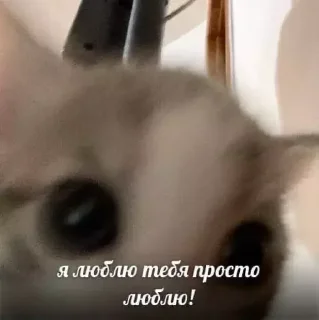 🥹 emoji вдыдщаща @kkmadikk Telegram sticker 13 of 108