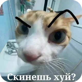 🐱 emoji котики Telegram sticker 14 of 25