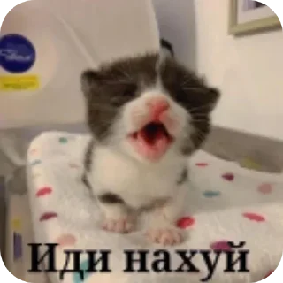 👍 emoji котики Telegram sticker 13 of 25