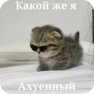 🐱 emoji котики Telegram sticker 17 of 25