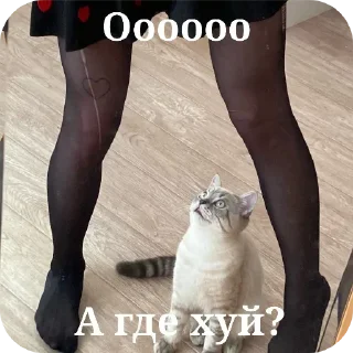 🐱 emoji котики Telegram sticker 15 of 25