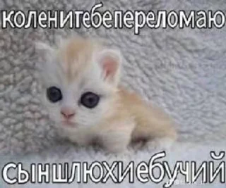 Sticker from КОТЕНКИ