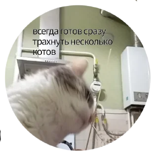 🐕 emoji я ебу собак Telegram sticker 7 of 97