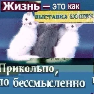 🐈 emoji хуянские пряники Telegram sticker 6 of 42