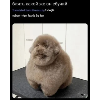 Sticker from ЕБУЧИЙ