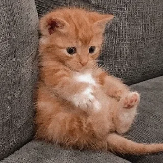 🐈 emoji А1 от @alexeysimashkin by @offstikbot Telegram sticker 20 of 24